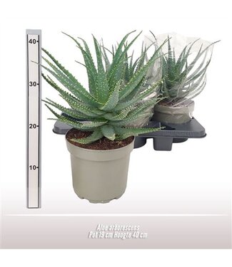 ME Aloe Arborescens | Pot size 19 | Each