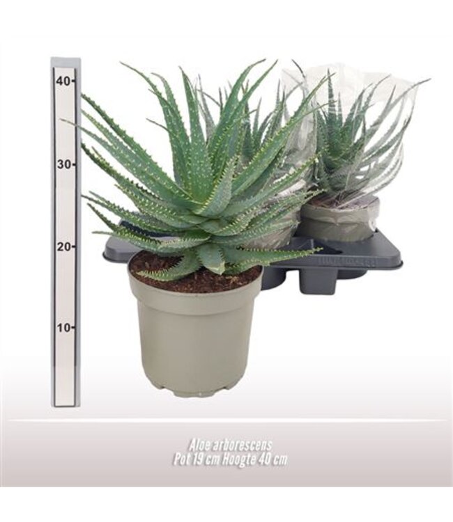 Aloe Arborescens | Pot size 19 | Each