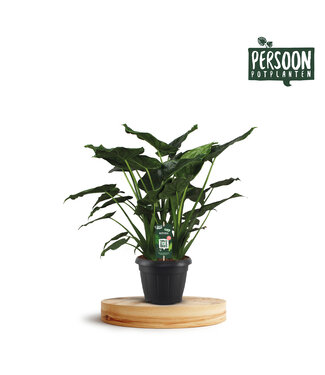 ME Alocasia Cucullata Decopot | Per stuk