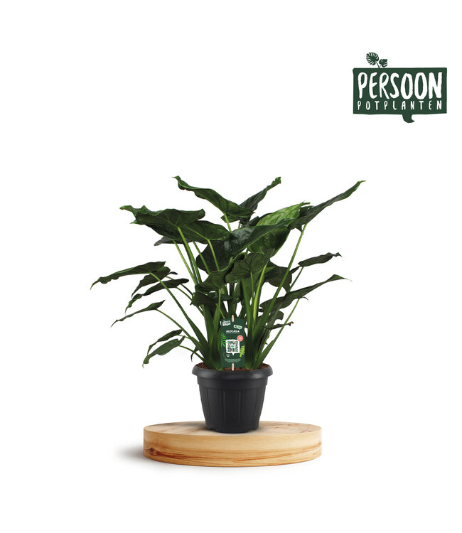 Alocasia Cucullata Decopot | Per stuk