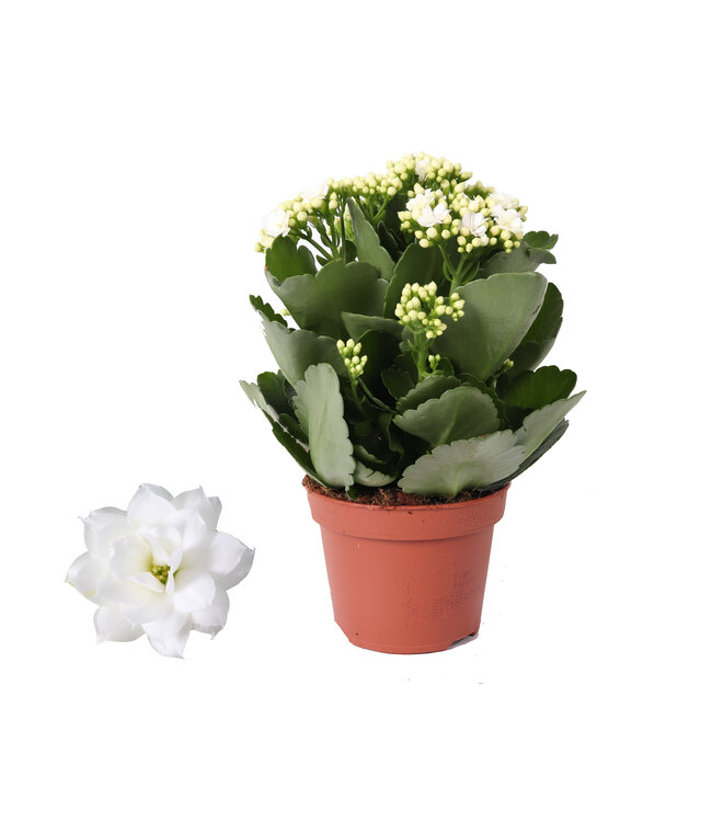 Kalanchoe Rosalina 12cm Don Dione white, Without cover | Per 6 pieces