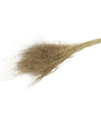 4A Naturelle gedroogd Lupidium mini | Gedroogde grassen | Lengte 90 centimeter | Per stuk