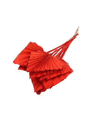 4A Feuilles de palmier séchées rouges | Fleurs de palmier séchées à la lance | 10 tiges par bouquet | Longueur 50 centimètres | Par bouquet