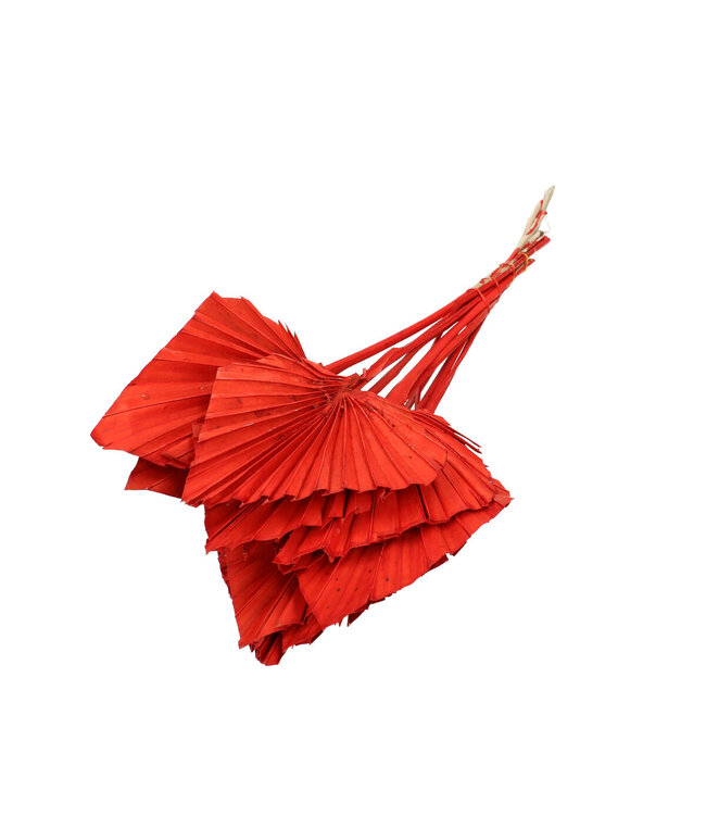 Red dried Palm leaf | Palm Spear dried flowers | 10 stems per bunch | Length 50 centimetres | Order per bunch