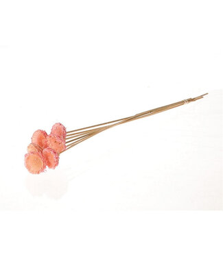 4A Rosa getrocknete Protea-Stecker | Länge 50 Zentimeter | Durchmesser 6 Zentimeter | Pro 6 Zweige