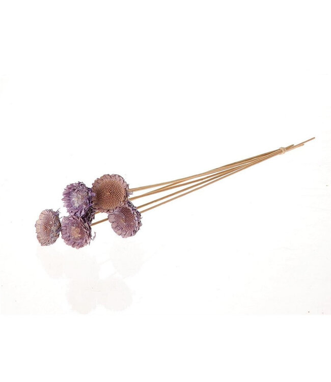 Tige lilas séchée de Protea | Longueur 50 centimètres | Diamètre 6 centimètres | Commande par 6 tiges