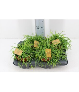 ME Rhipsalis Cashero | Pot size 12 | Per piece