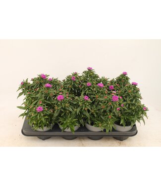 ME Aster pink | Per 8 pieces