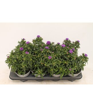 ME Aster purple | Per 8 stuks