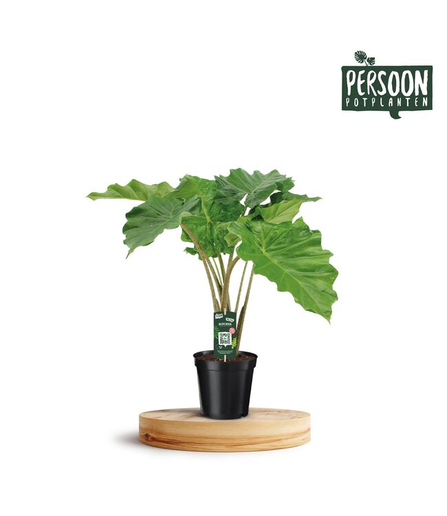 Alocasia Portodora | Topfgröße 21 | Einzeln