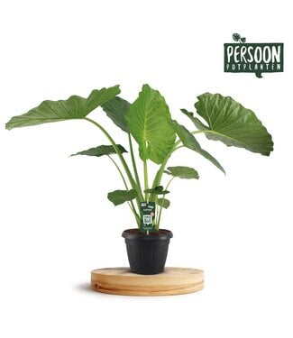 ME Alocasia Macrorrhiza | Topfgröße 35 | Einzeln