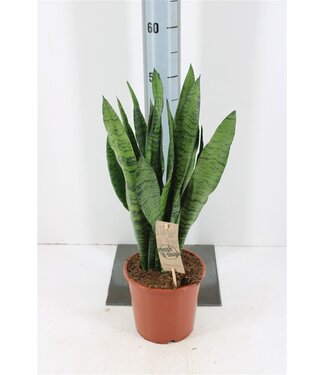 ME Sansevieria Zeylanica | Topfgröße 17 | Einzeln