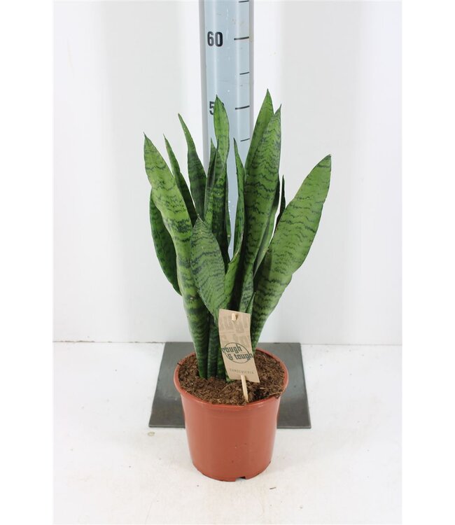 Sansevieria Zeylanica | Topfgröße 17 | Einzeln