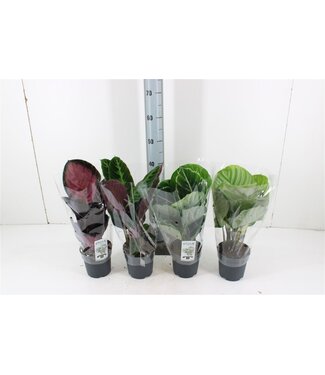 ME Calathea Warcewiczii | Topfgröße 14 | Einzeln