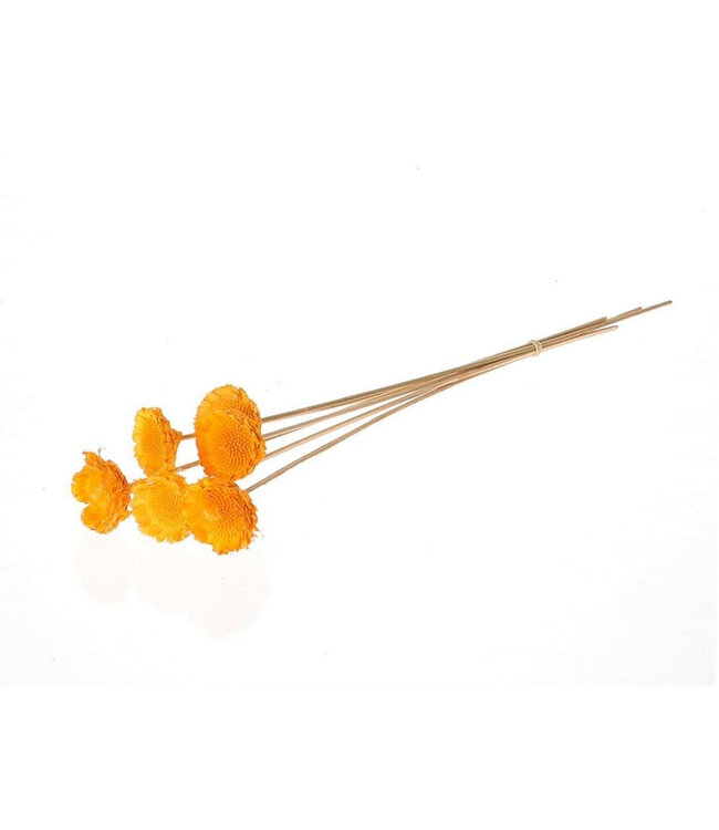 Yellow dried Protea stem | Length 50 centimetres | Diameter 6 centimetres | Available to order per 6 stems