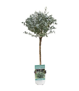 ME Eucalyptus Gunni | Pot size 17 | By piece