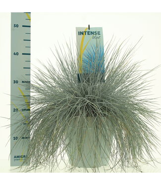 ME Festuca glauca Intense Blue® | Per stuk