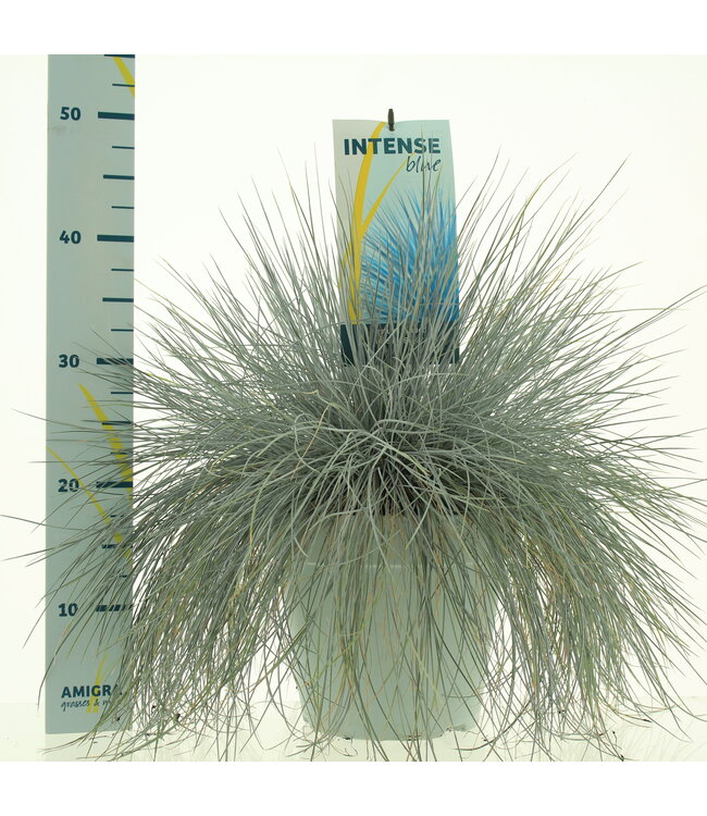 Festuca glauca Intense Blue® | Per piece