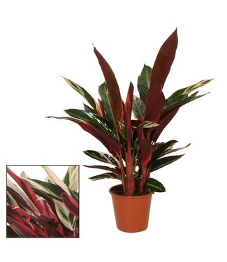 ME Calathea 19cm Triostar (Stromanthe) | Per stuk