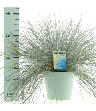 ME Festuca glauca Intense Blue® | Per 6 pieces