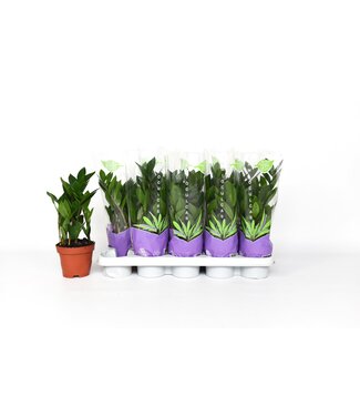 ME zamioculcas p12 | Per 10 pieces