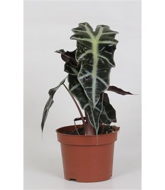 ME Alocasia 'Polly' | Per 6 pieces