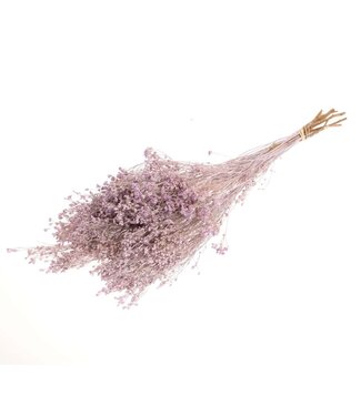 LDD Mat lilac coloured Broom Bloom dried flowers | Per 30 pieces