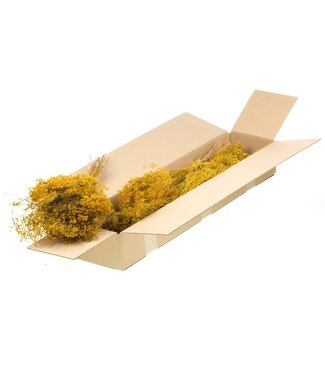 LDD Yellow Broom Bloom dried flowers | Per 5 pieces