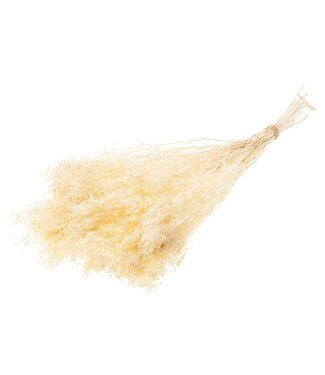 LDD White bleached Broom Bloom dried flowers | Per 30 pieces