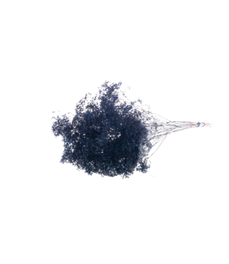 LDD Dark blue Broom Bloom dried flowers | Per 30 pieces