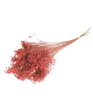 LDD Pink Broom Bloom dried flowers | Per 30 pieces