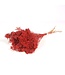 Red Broom Bloom dried flowers | Per 30 bunches to order