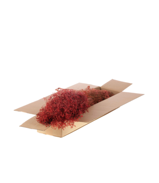 LDD Pink Broom Bloom dried flowers | Per 5 pieces