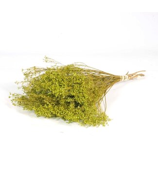 LDD Green Broom Bloom dried flowers | Per 30 pieces