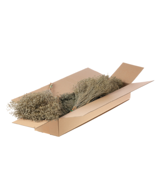 LDD Mat grey Broom Bloom dried flowers | Per 5 pieces