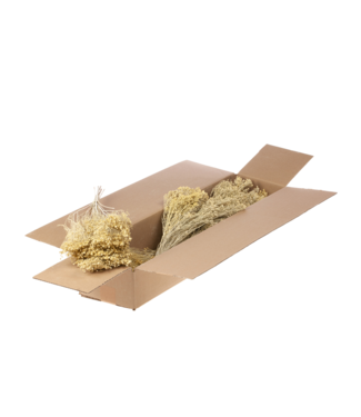 LDD Matt white Broom Bloom dried flowers | Per 5 pieces