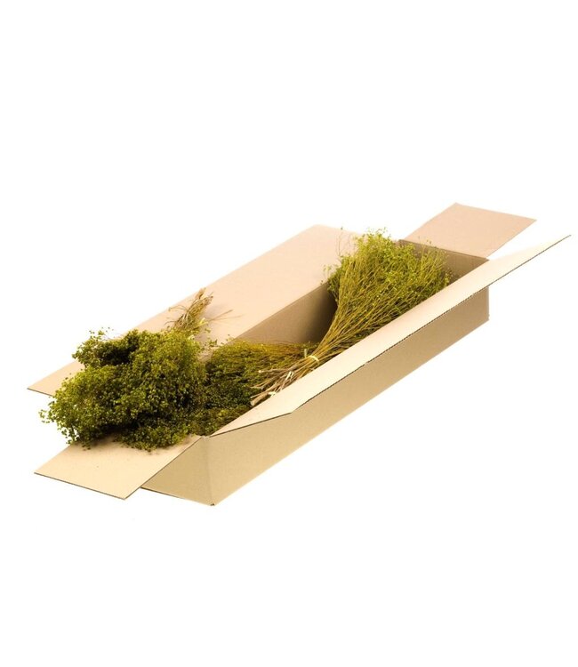 Green Broom Bloom dried flowers | Per 5 bunches to order