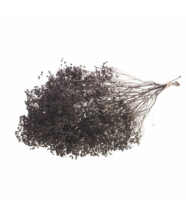 Dark brown Broom Bloom dried flowers | Per 30 bunches to order