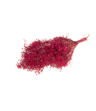 LDD Christmas coloured Broom Bloom dried flowers | Per 30 pieces