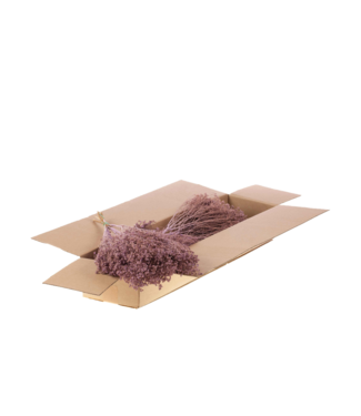 LDD Matte lilafarbene Broom Bloom Trockenblumen | Pro 5 Stück