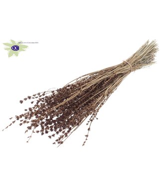 QC Brown dried Lavender per bunch | Per 10 pieces