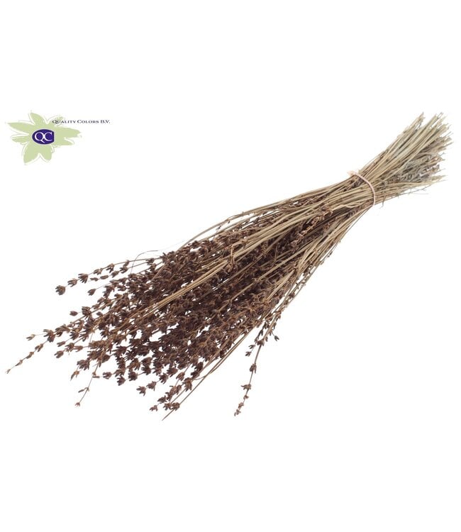 Brown dried Lavender per bunch | Order per 10 bunches