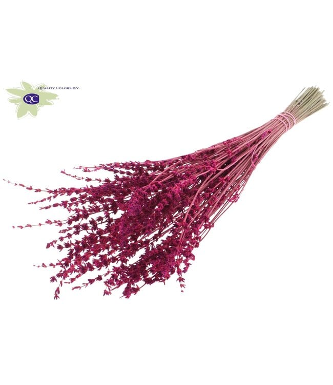 Christmas coloured dried Lavender per bunch | Order per 10 bunches