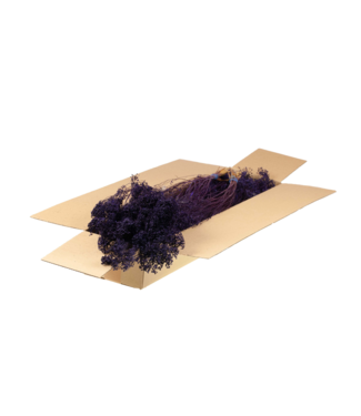 LDD Purple Broom Bloom dried flowers | Per 5 pieces