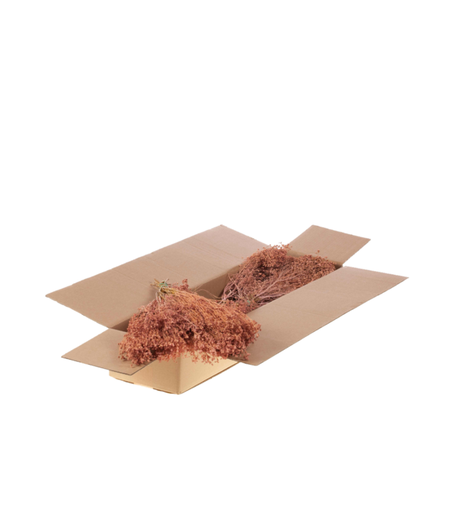 Mat pink Broom Bloom dried flowers | Order per 5 bunches