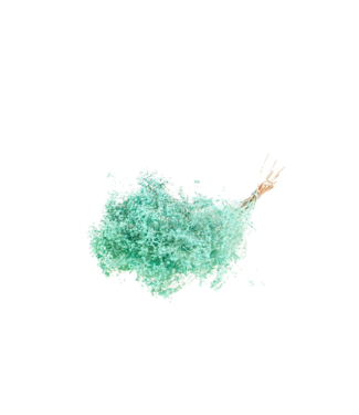 LDD Aqua blue Broom Bloom dried flowers | Per 30 pieces