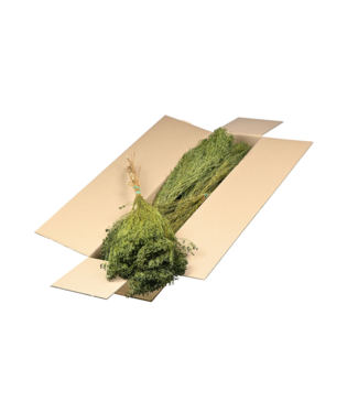 LDD Moss green Broom Bloom dried flowers | Per 5 pieces