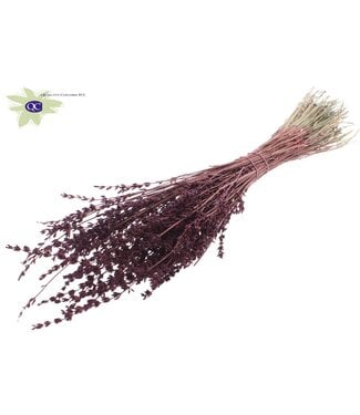 QC Burgundy dried Lavender per bunch | Per 10 pieces