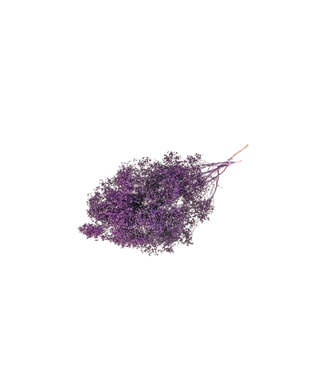 Purple Broom Bloom Trockenblumen | Pro 30 Sträuße auf Bestellung