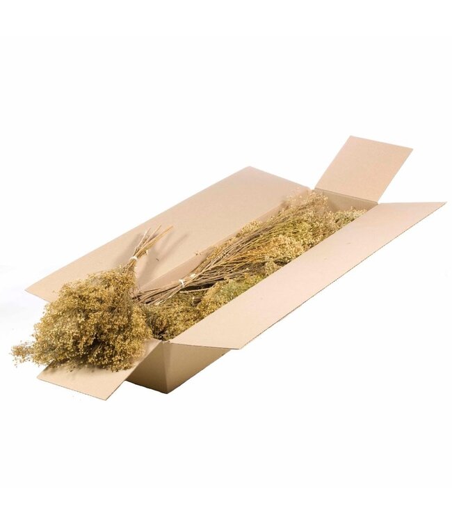 Natural Broom Bloom dried flowers | Order per 5 bunches